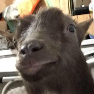 Meet your Posher, Casey